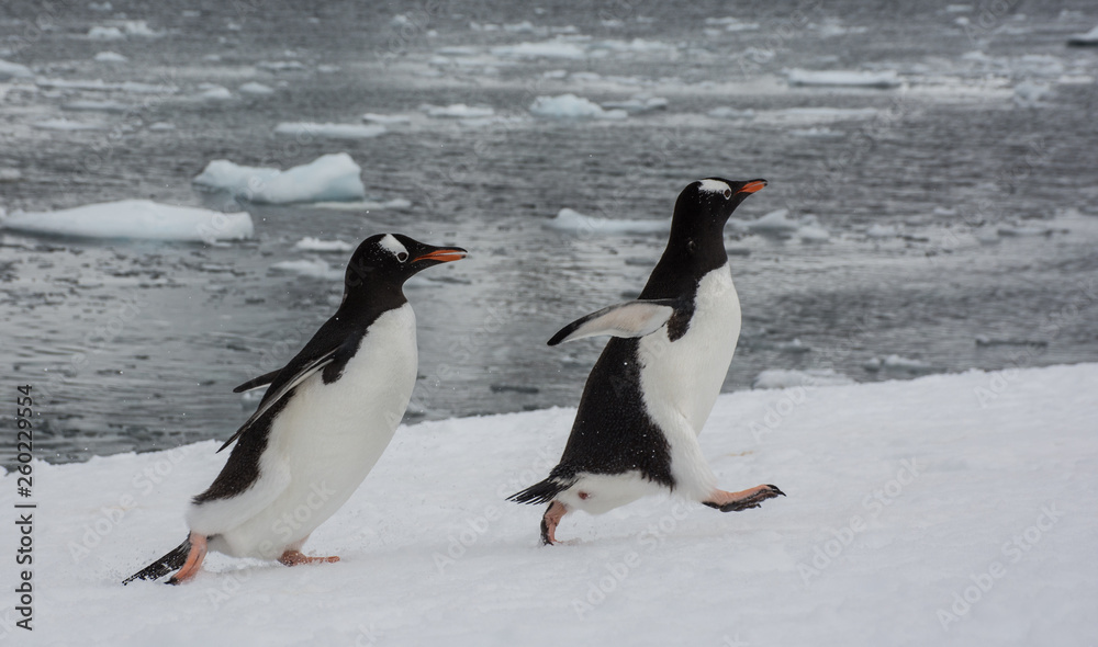 Naklejka premium Gentoos at Danco Island, Antarctic Peninsula