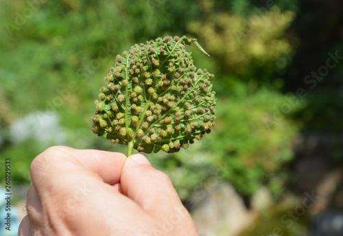 Grape phylloxera diseases. Grape phylloxera (Phylloxera vastatrix) is a pest of commercial grapevines worldwide. photo