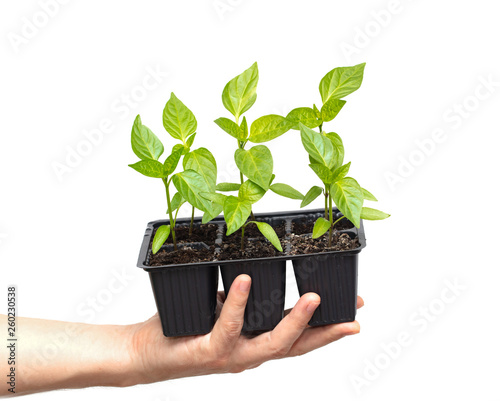 young plant sprout in hand