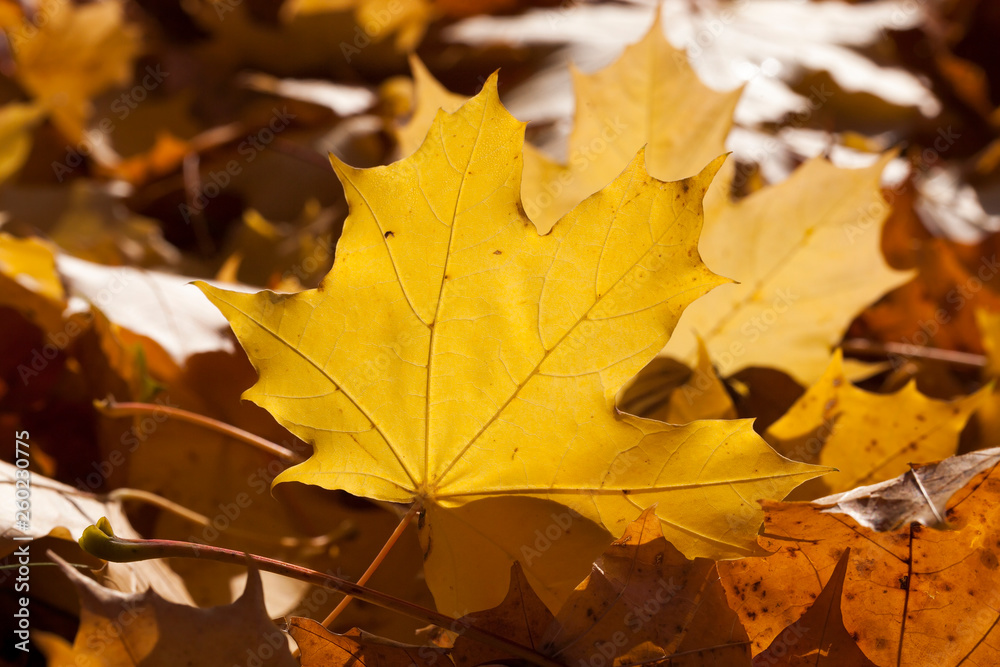 Autumn foliage