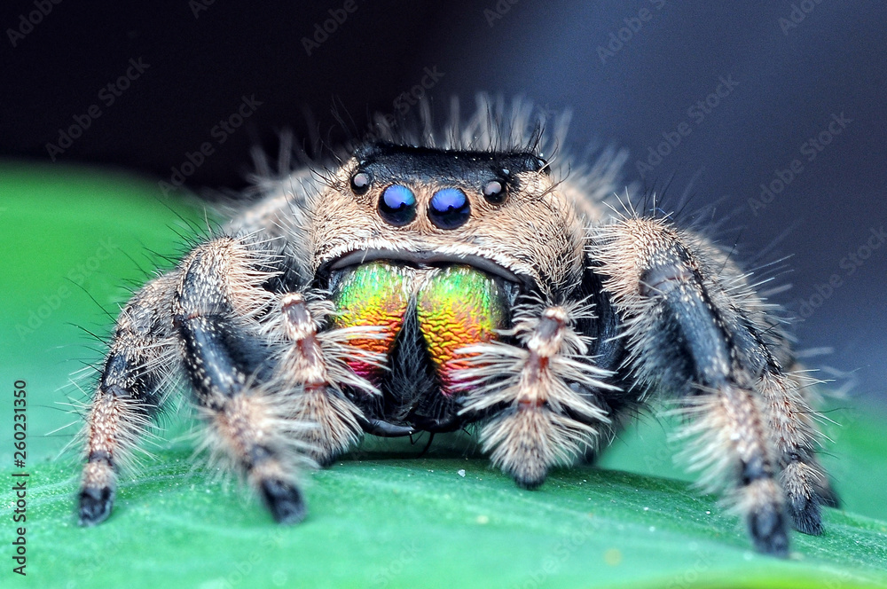 Papier peint photo avec jumping spider, spider, #260231350