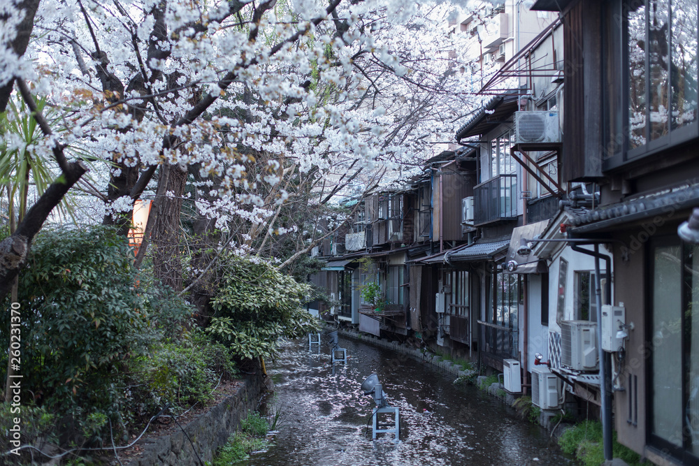 Cherry Blossom Trees along a canal in Gion area in the evening in Kyoto Cherry Blossom Trees along a canal in Gion area in the evening in Kyoto
