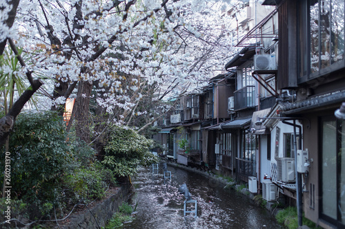 Cherry Blossom Trees along a canal in Gion area in the evening in Kyoto