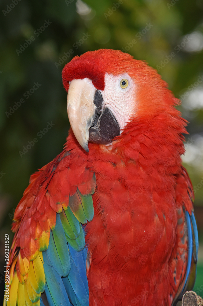 bird of all colors bird of all colors