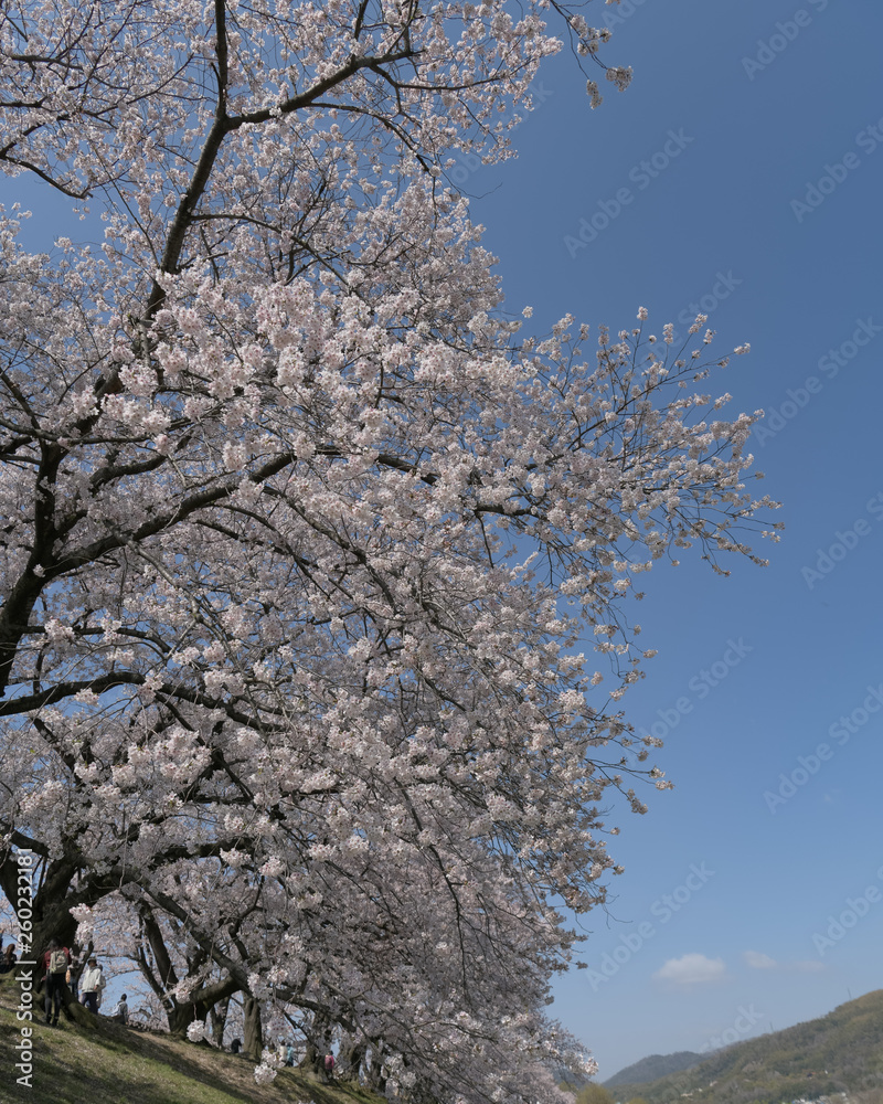 京都八幡市　背割り堤の桜