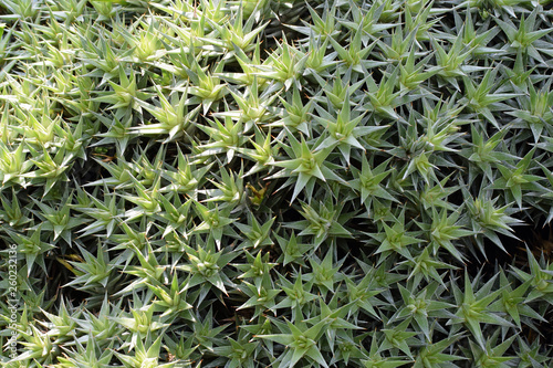 Abromeitiella brevifolia also known as Deuterocohnia brevifolia.  photo