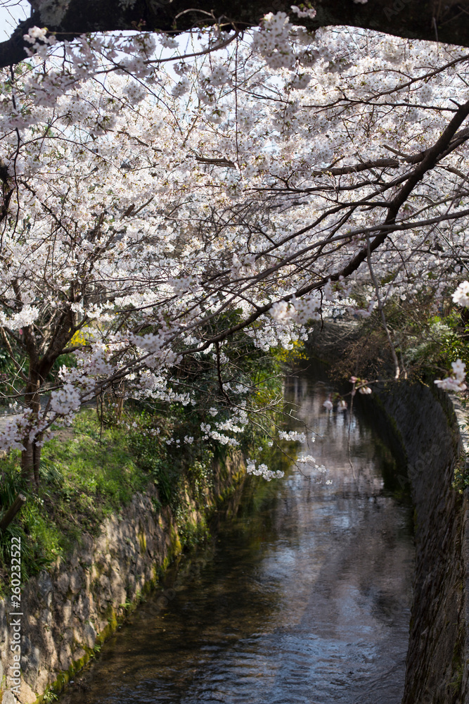 Cherry Blossom Trees along of Philosophe's path in Kyoto for backgrounds