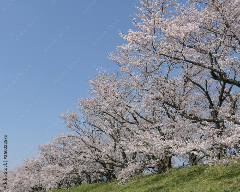 京都八幡市　背割り堤の桜