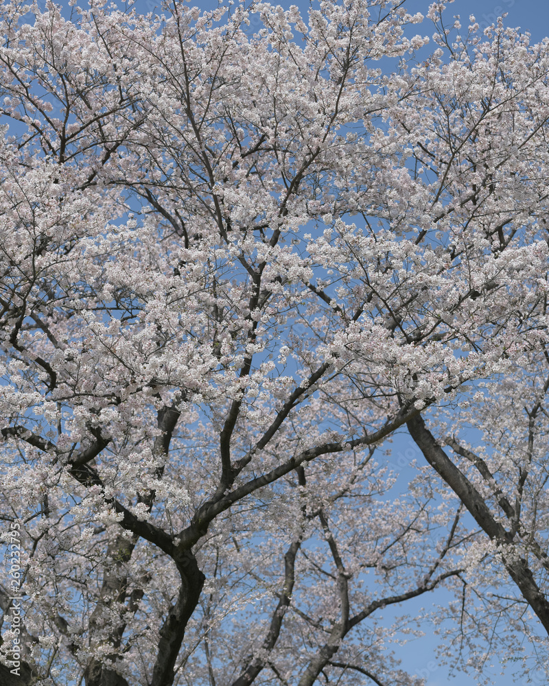 京都八幡市　背割り堤の桜