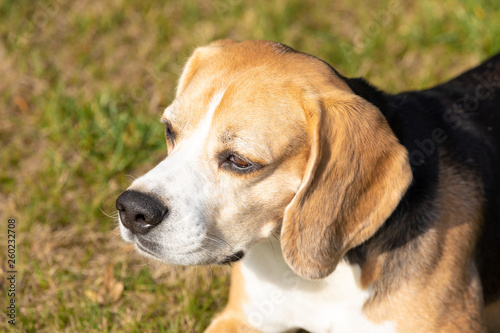 beagle head portrait in the grass