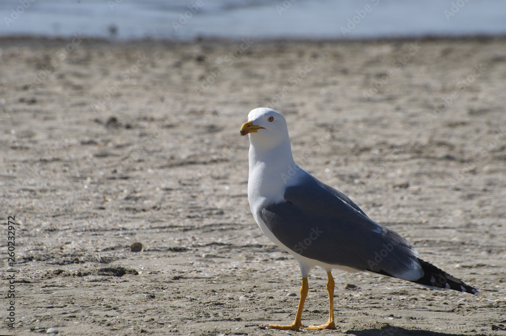 Fototapeta premium seagull on the beach