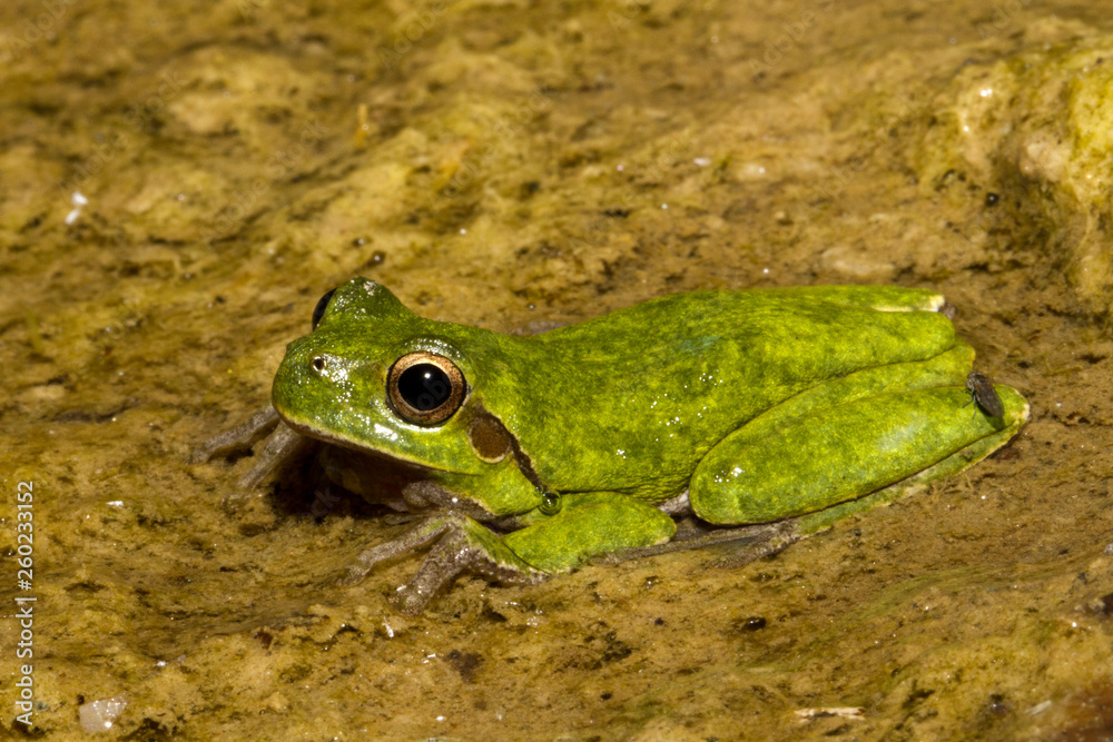 Ein Tyrrhenischer Laubfrosch in einem Bachlauf sitzend Ein Tyrrhenischer Laubfrosch in einem Bachlauf sitzend