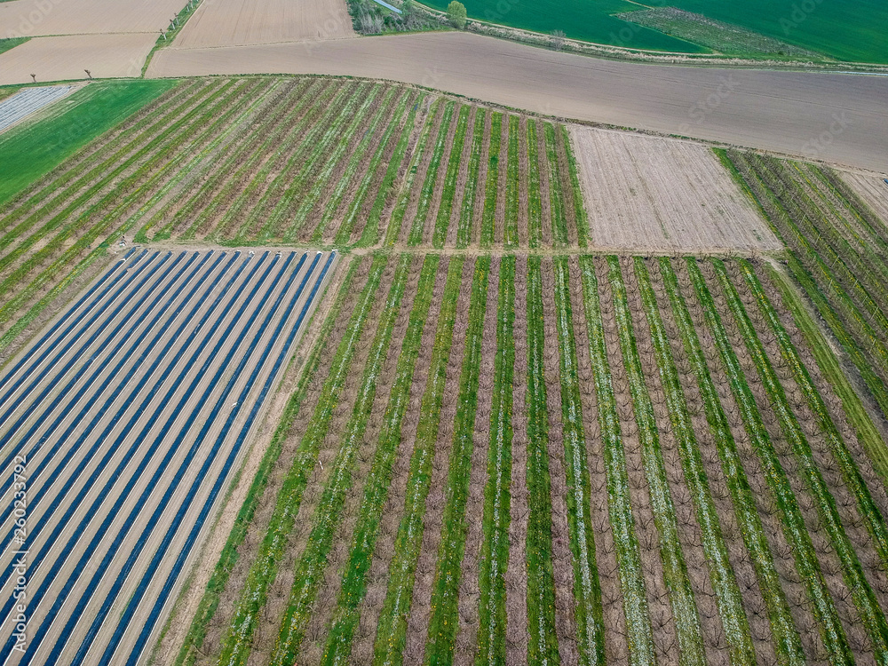 Obraz premium Peach trees in bloom in Pernumia di Padova