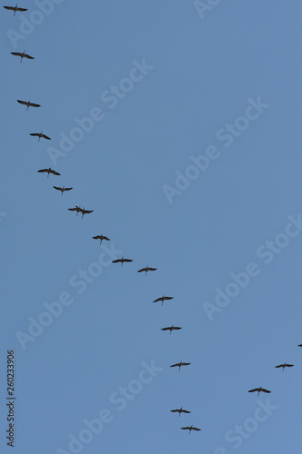 cranes on blue sky