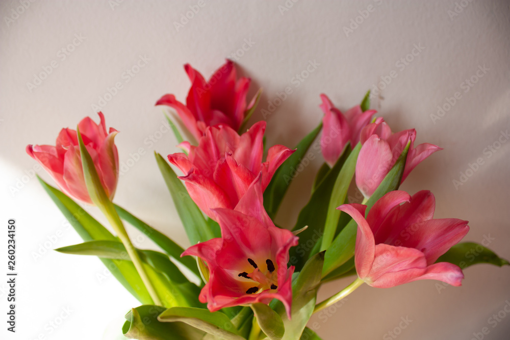 Obraz premium Beauty flower in the garden