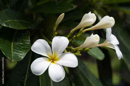 Exotic white flower in tropical forest