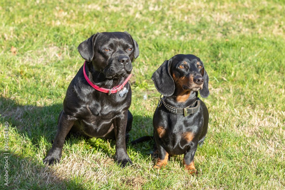 dachshund and labrador french bulldog sitting on the lawn
