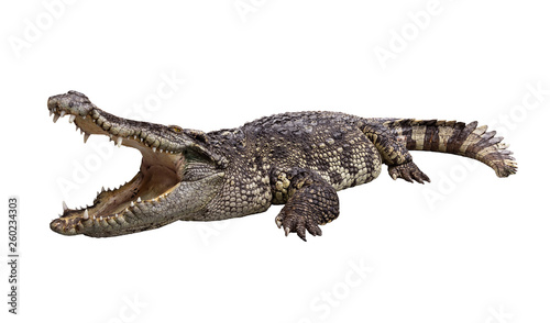 Obraz na plátne Side view of wide open mount crocodile