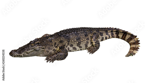 Side view of crocodile isolated on white