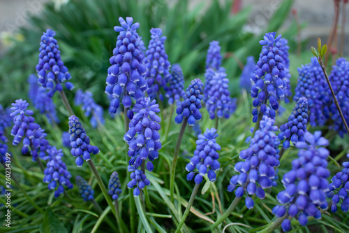 Beauty flower in the garden