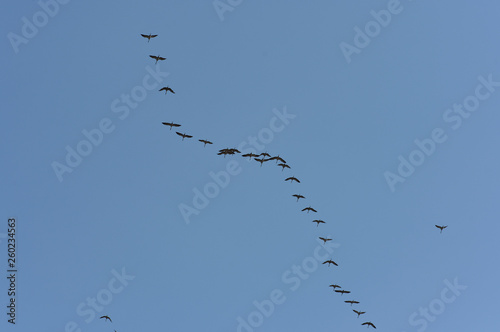 cranes on blue sky