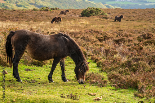 An Exmoor Pony  grazing on Porlock Hill in Somerset  England  UK