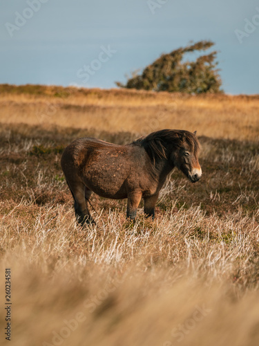 An Exmoor Pony, seen on Porlock Hill in Somerset, England, UK
