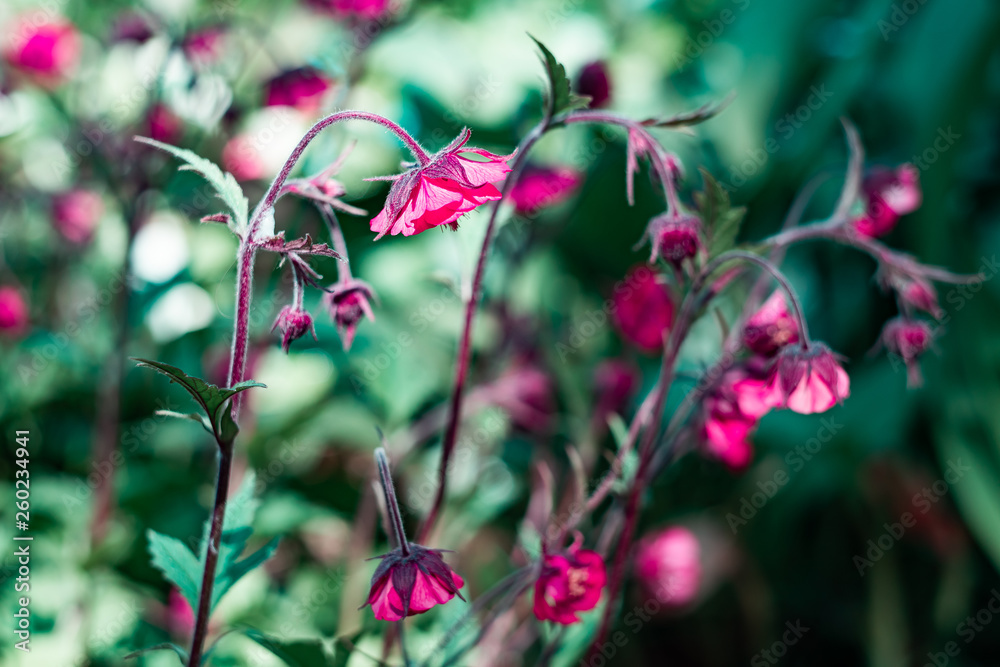 Obraz premium Purple with green background with flowers
