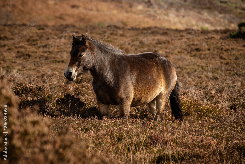 Fototapeta premium An Exmoor Pony, seen on Porlock Hill in Somerset, England, UK