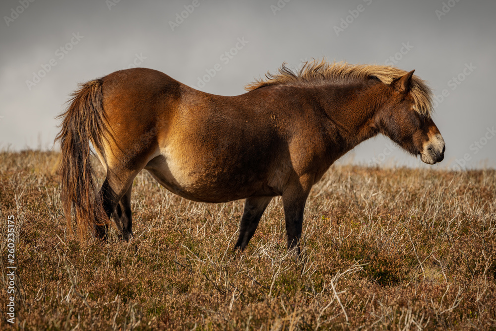 An Exmoor Pony, seen on Porlock Hill in Somerset, England, UK An Exmoor Pony, seen on Porlock Hill in Somerset, England, UK