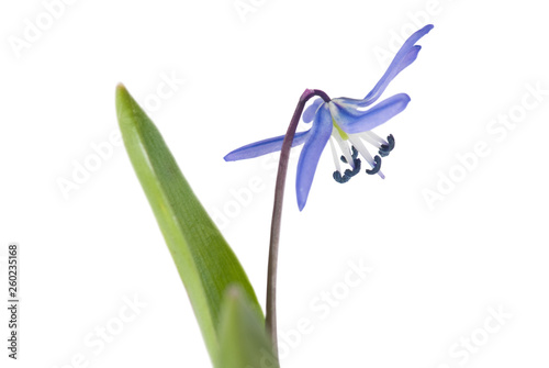 isolated image of snowdrops flowers close up