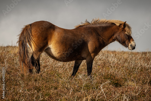 An Exmoor Pony, seen on Porlock Hill in Somerset, England, UK © Bernd Brueggemann