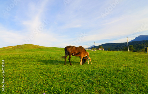 A wild horse feeds his stallion on a green meadow amid hills and mountains. Nature and animals. photo