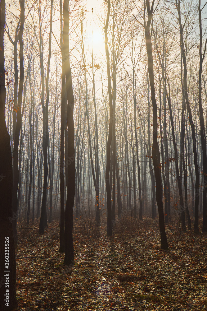 Obraz premium Foggy day in a oak forest in autumn time in Hungary