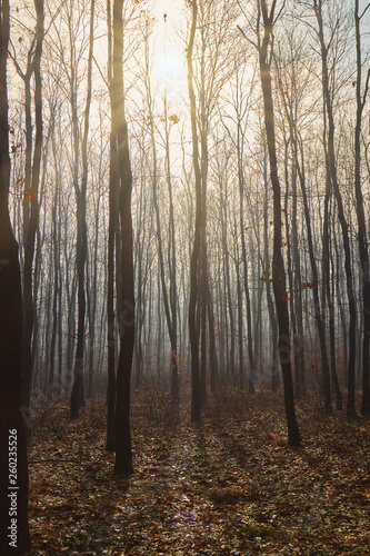 Foggy day in a oak forest in autumn time in Hungary