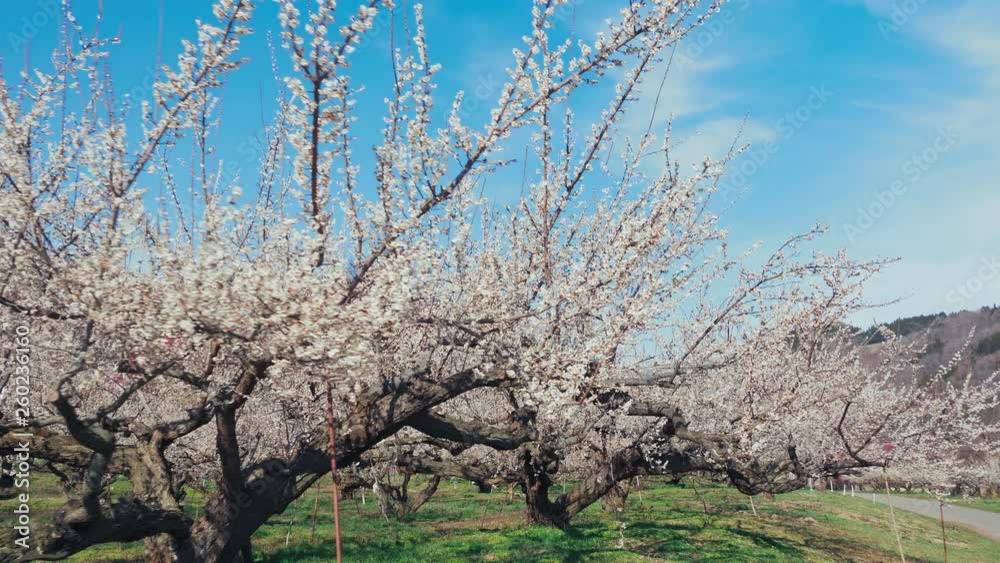 長野県長野市 ろうかく梅園の梅の花 : ジンバル