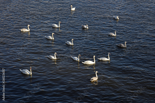group of swans on the water