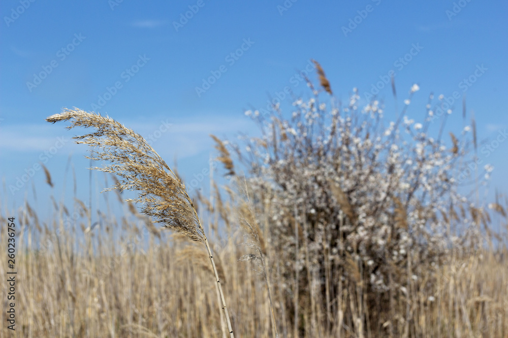 Fototapeta premium reeds against a blue sky and a flowering tree