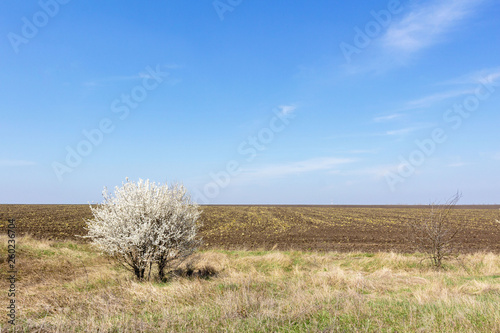 a lone flowering tree against a plowed field and a blue sky