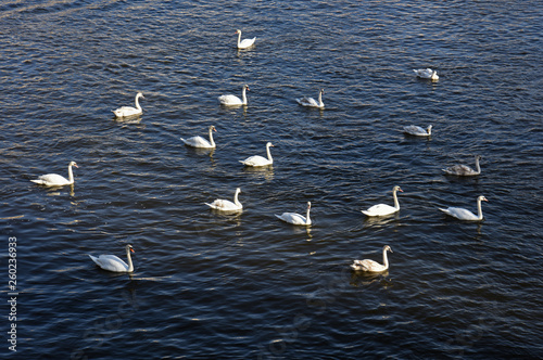 group of swans on the water
