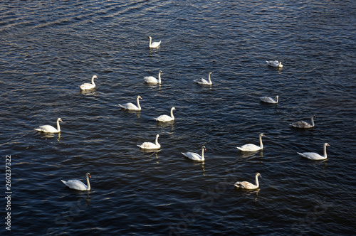 group of swans on the water