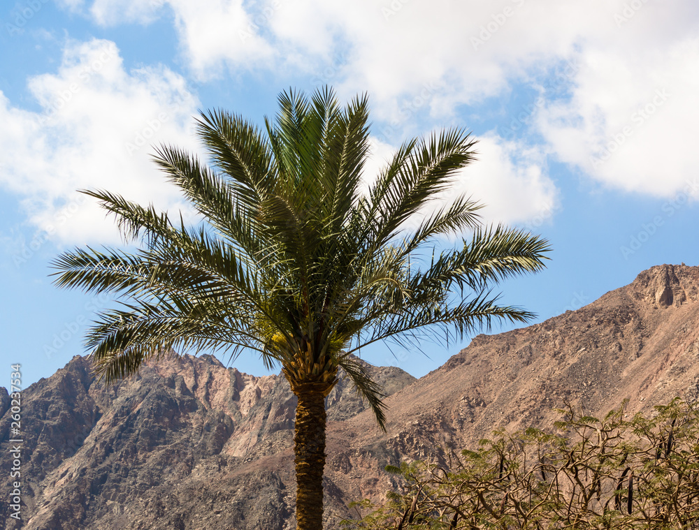 palm tree on a background of mountains and blue sky with white clouds palm tree on a background of mountains and blue sky with white clouds