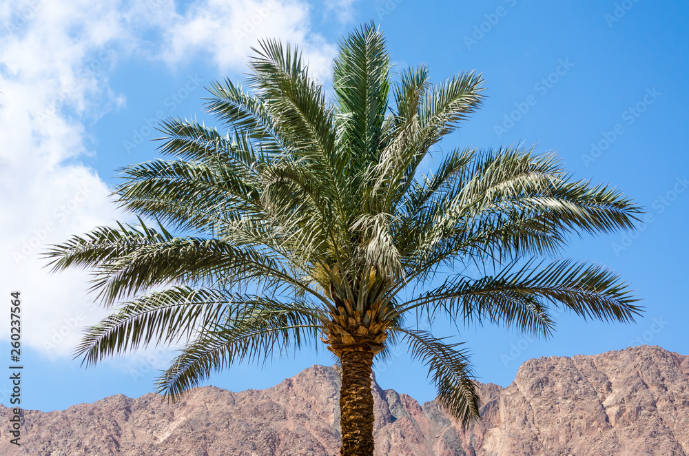 palm tree on a background of mountains and blue sky with white clouds