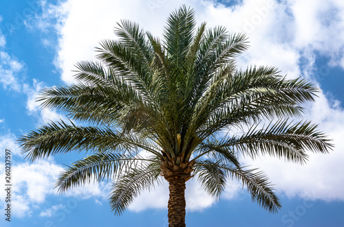 one palm tree on a background of blue sky with white clouds