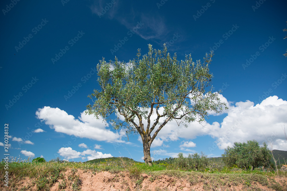 Olive tree against a blue and cloudy sky in the countryside. Nature and agriculture concept with empty copy space for Editor's text.