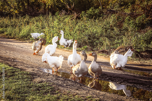 Herd of white domestic geese walking down the country road photo