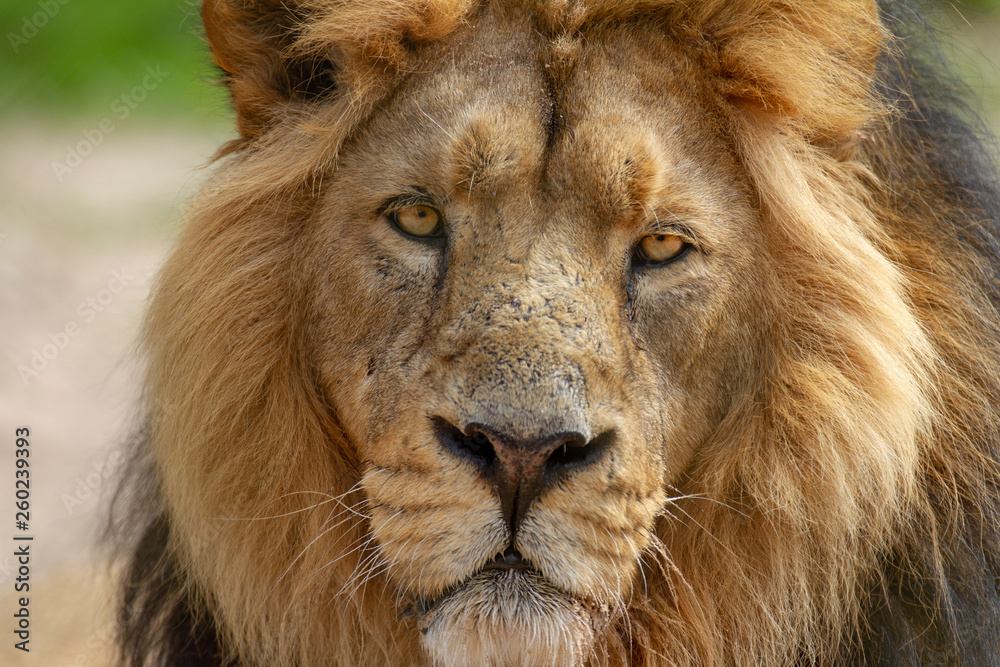 portrait of a lion