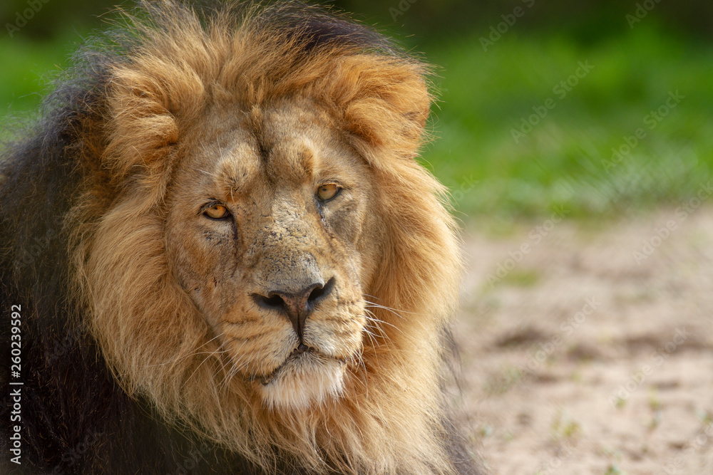 portrait of a lion side profile