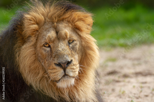 Fototapeta Naklejka Na Ścianę i Meble -  portrait of a lion side profile