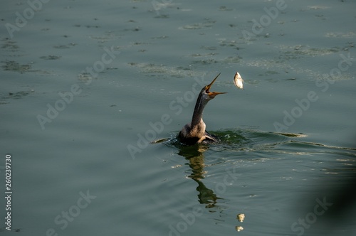 Anhinga,Snakbird, Darter or Water Turkey catches the fish in underwater  in a lake near bengalure India photo